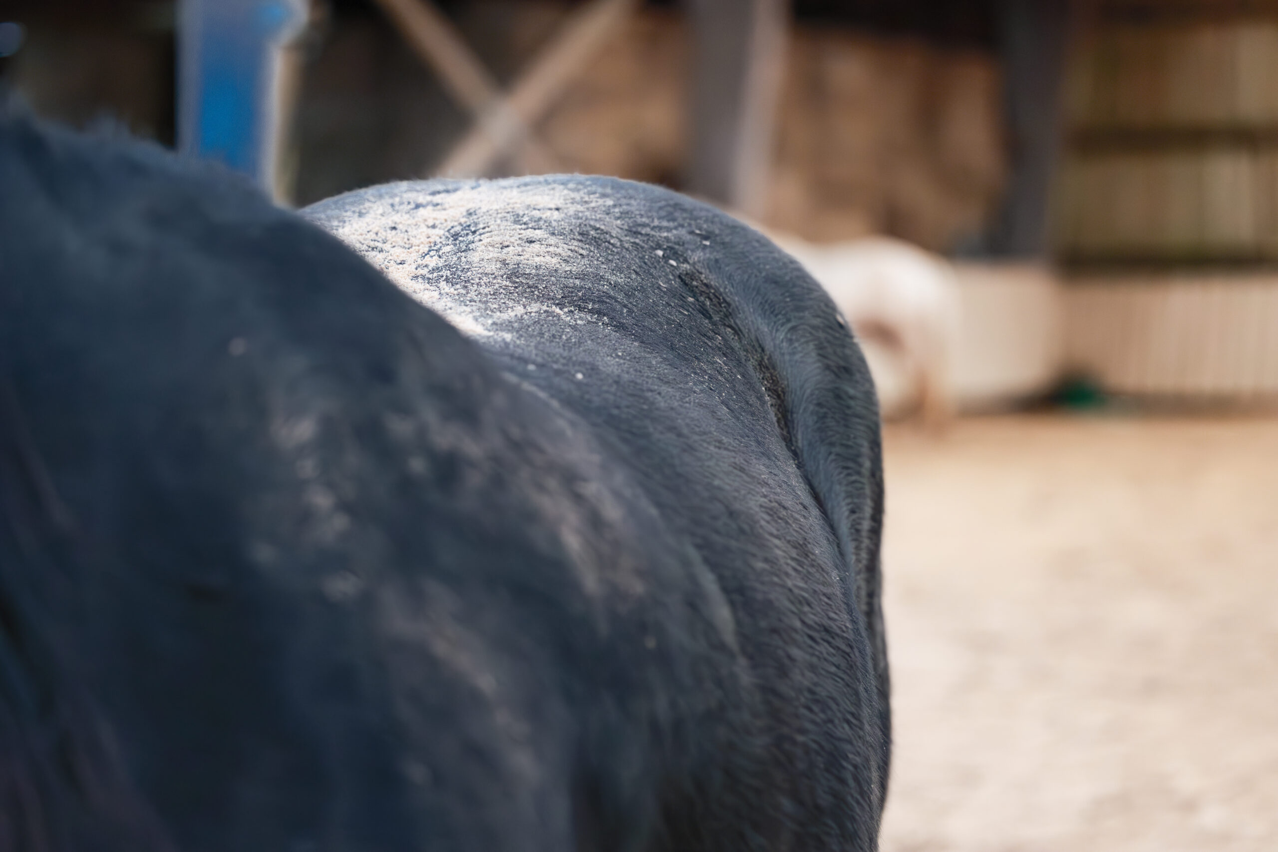 photographier un détail de son cheval - Crédit photo A dada mon dadou, réalisé par Natacha de La patte sur l'objectif