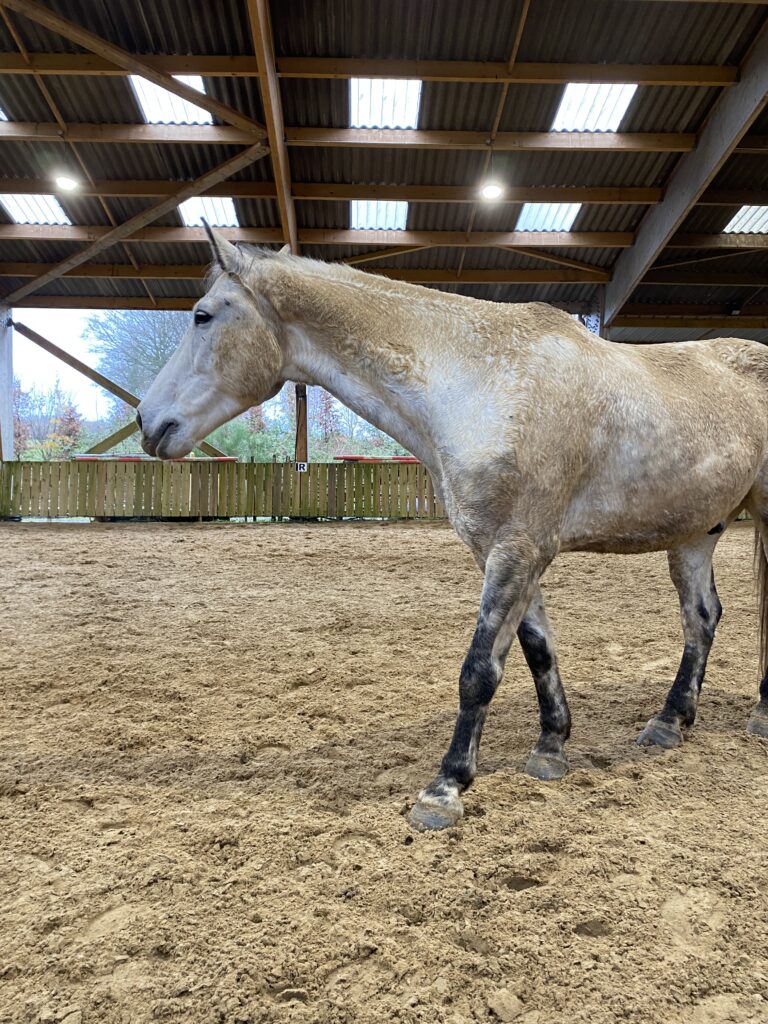 attention à l'environnement dans le cadre pour bien photographier son cheval